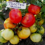 Debeli paradajz: recenzije, fotografije, prinos